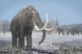 Crazy Mammoths